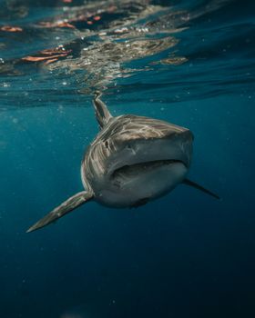 A majestic great white shark swimming underwater in a vivid, natural setting.
