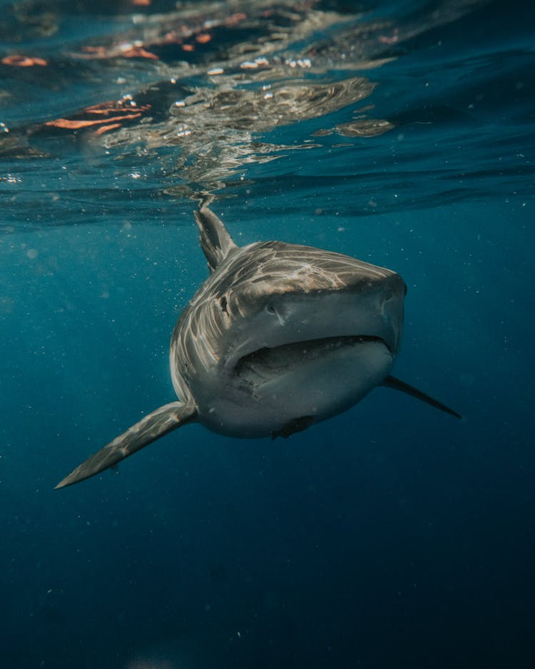 Shark Swimming In A Sea 