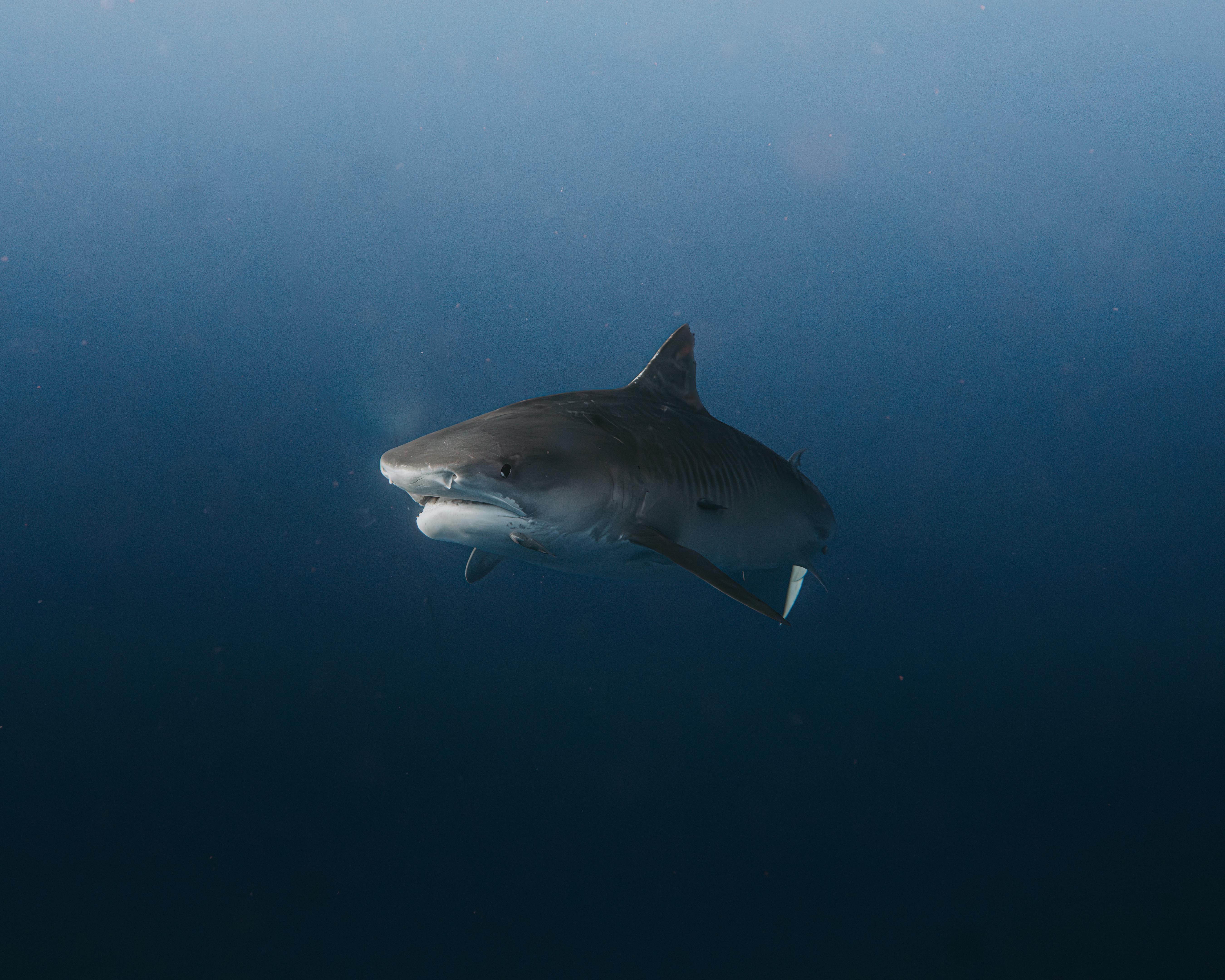 Shark Swimming Underwater · Free Stock Photo