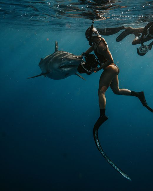 Shark Quest: Menantang Adrenalin dengan Hiu Shark Quest: Menantang Adrenalin dengan Hiu