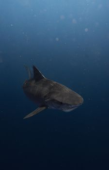 Majestic tiger shark swimming in deep ocean waters, showcasing marine life in its natural habitat.