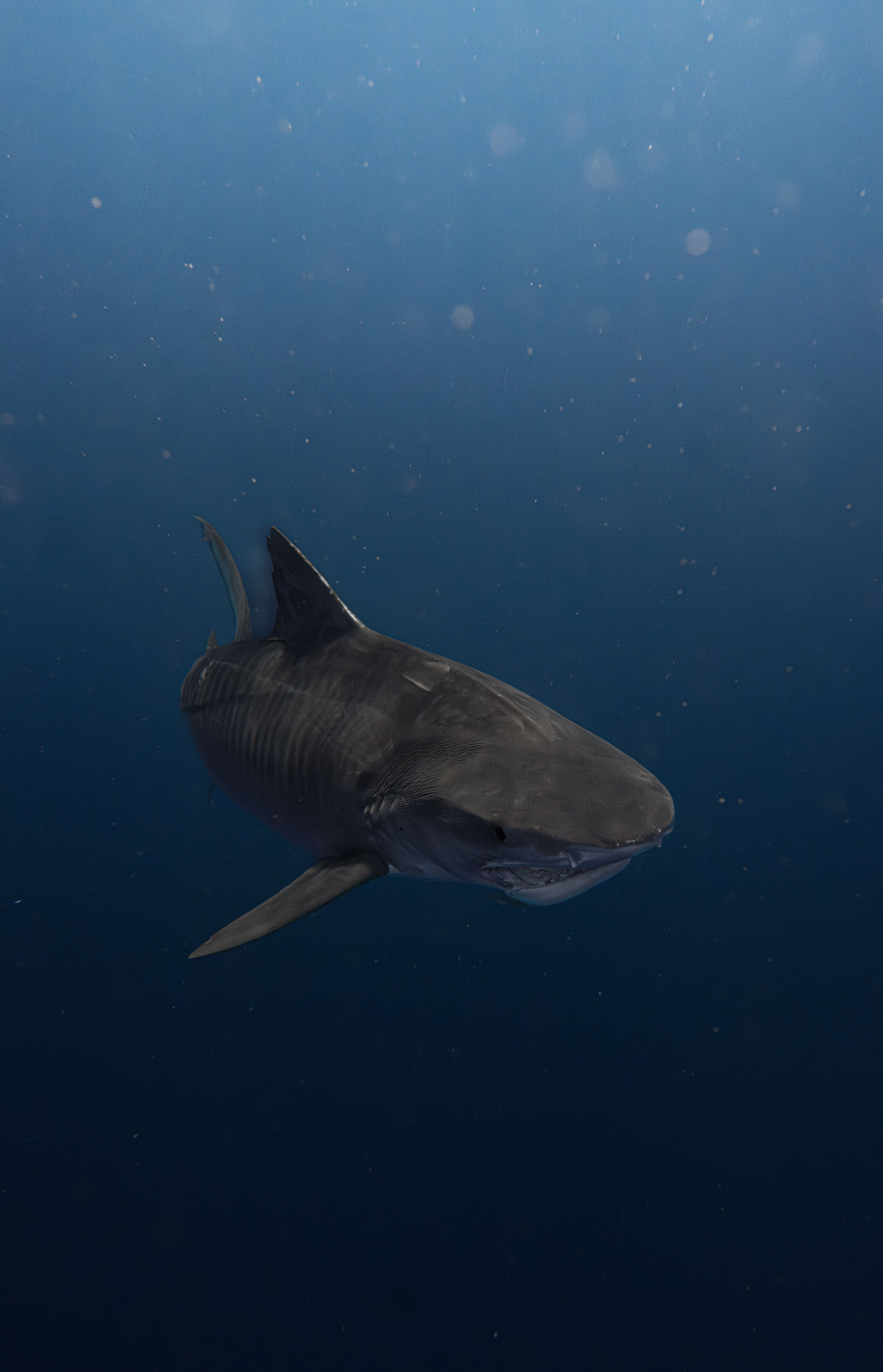 7 000+ Requin Renard banque d’images et photos libres de droit — free download
