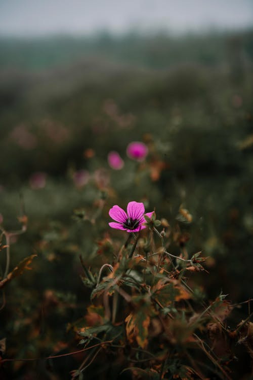 Close-up of a Small Purple Flower on a Field 