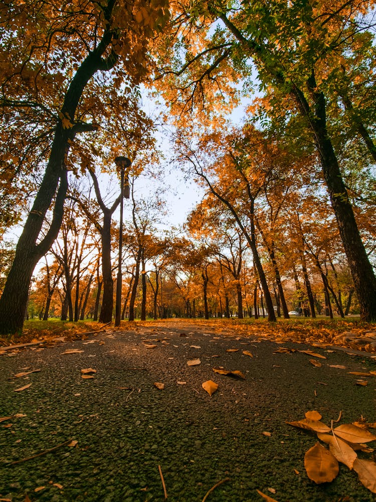 Road In A Forest In Autumn 