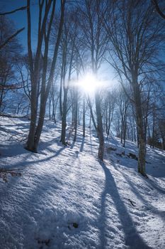 Peaceful winter forest scene with sunlight streaming through bare trees.