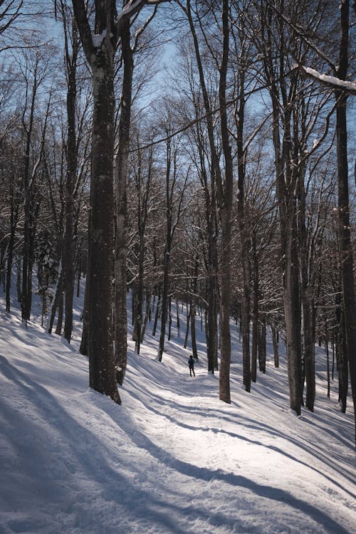 겨울, 경치, 나무의 무료 스톡 사진