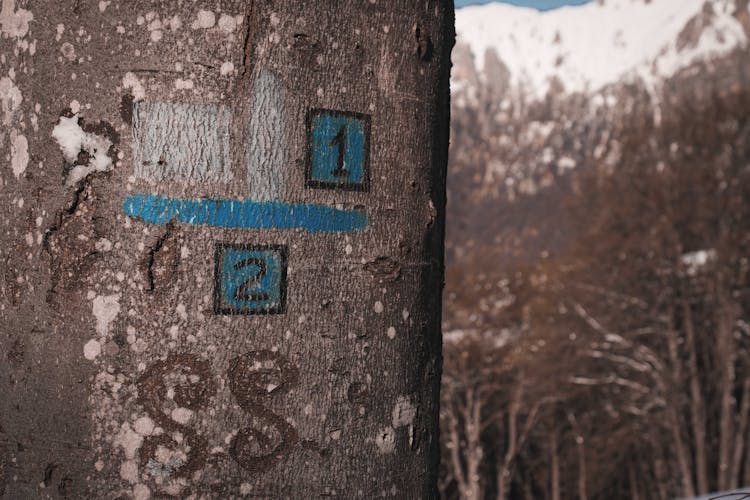 Numbers On A Tree Bark 