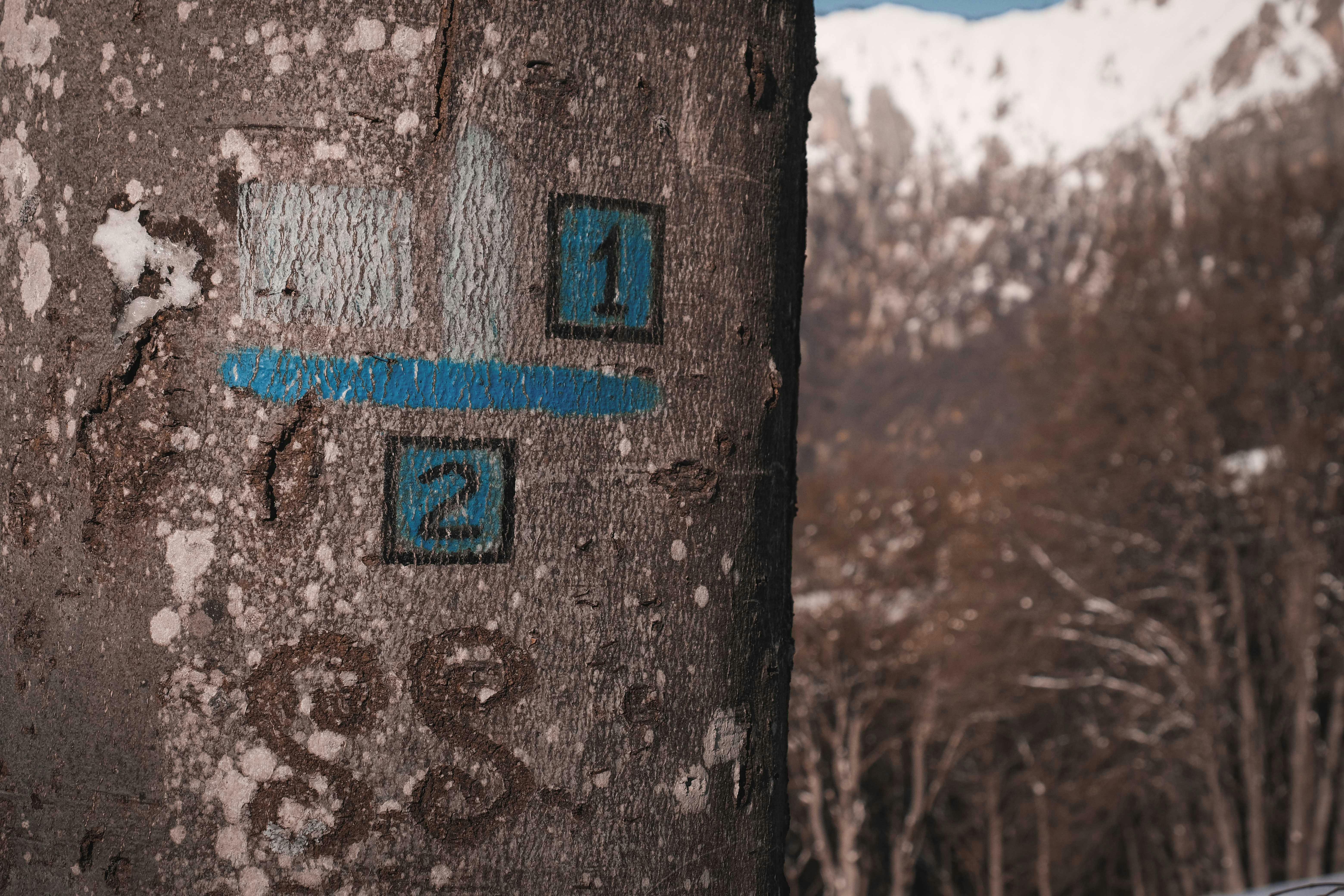 Free Close-up of tree bark with blue number markings against a snowy mountain backdrop. Stock Photo