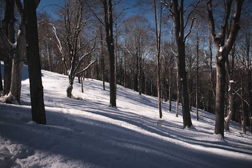 冬季, 冷冰的, 森林 的 免费素材图片