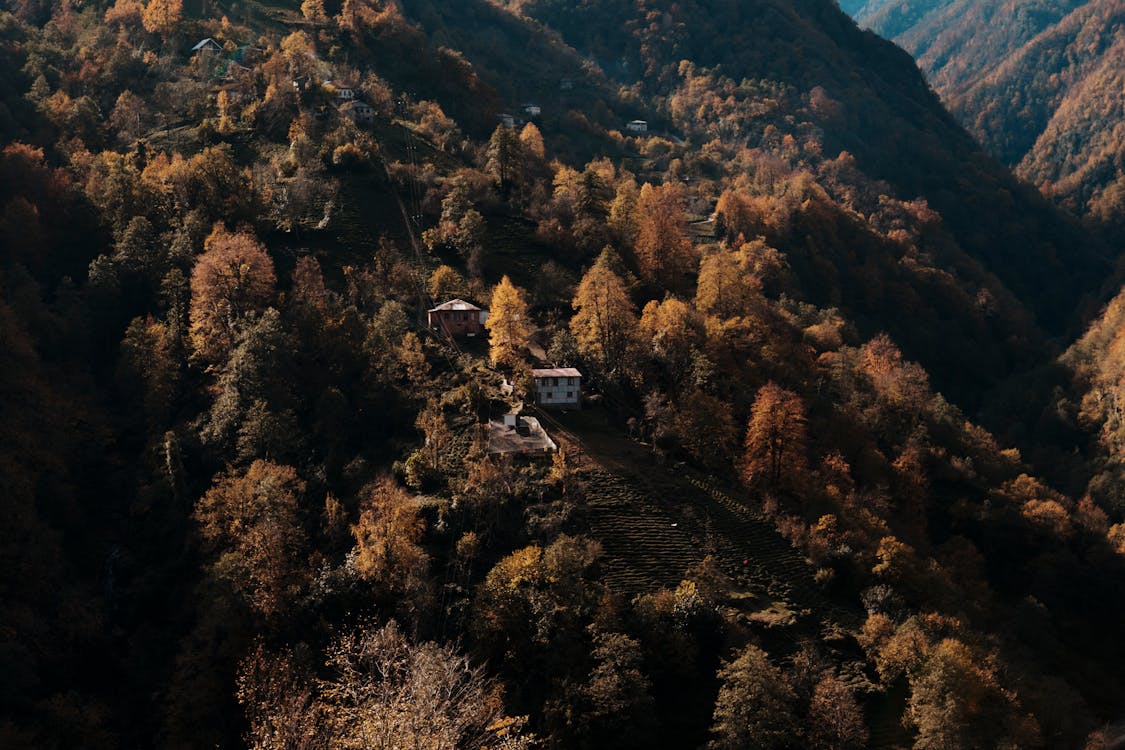 Aerial View of Mountains Covered in Forest in Autumnal Colors 