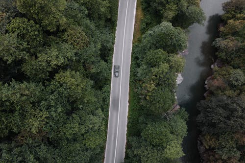 Car on Road in Forest