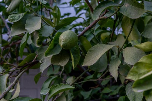 Unripe Lemon on a Tree in the Garden