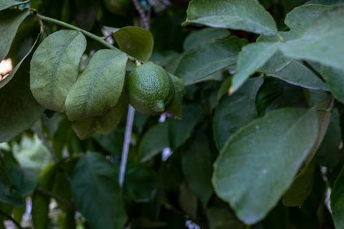 Green Lemon on a Tree Branch Among Leaves