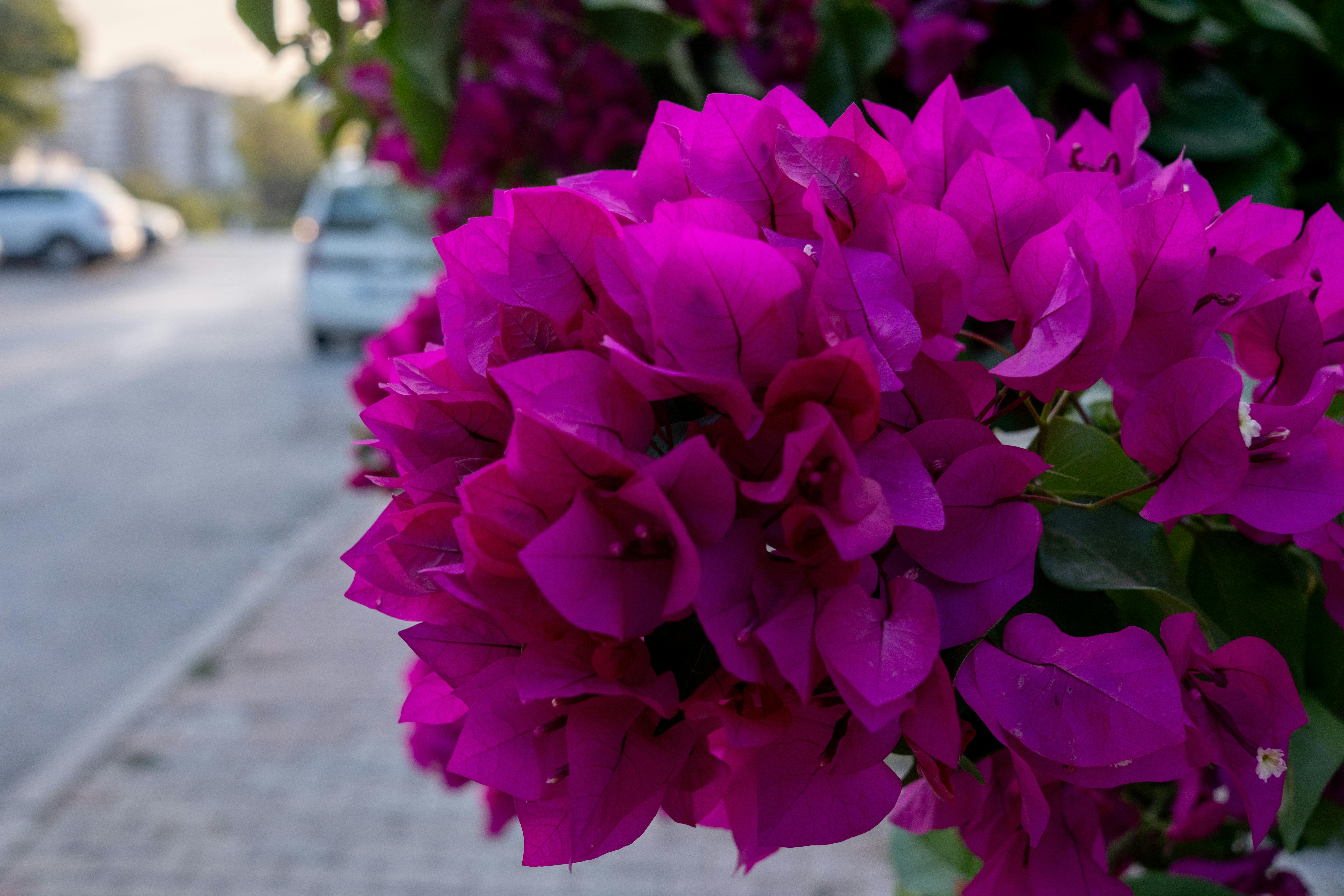 [ColoSach]-close-up-of-vivid-purple-bougainvillea-flowers-on-urban-sidewalk-in-i̇zmir.