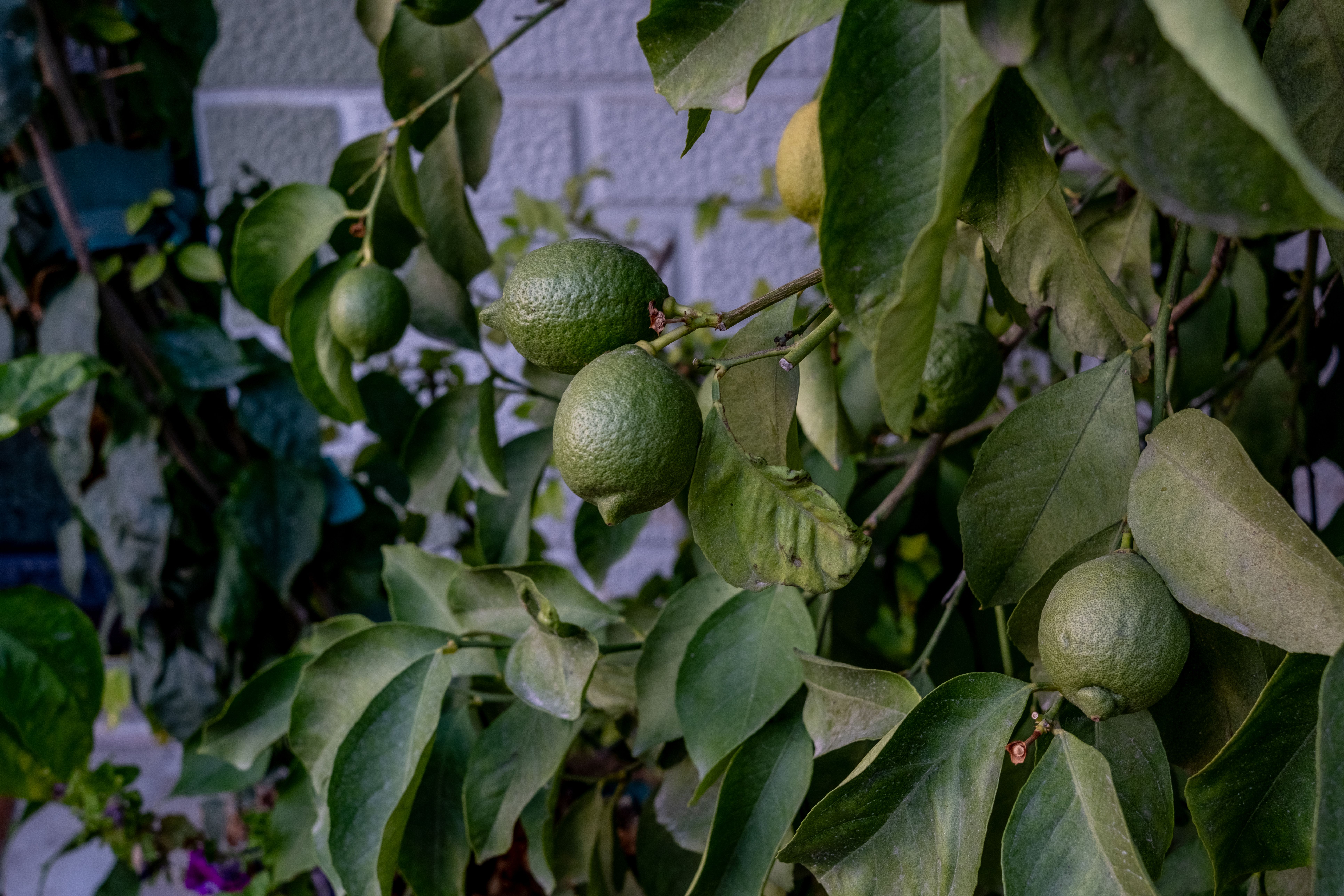 Close-up of unripe lemons growing on a tree in a Turkish garden, captured in vibrant detail.