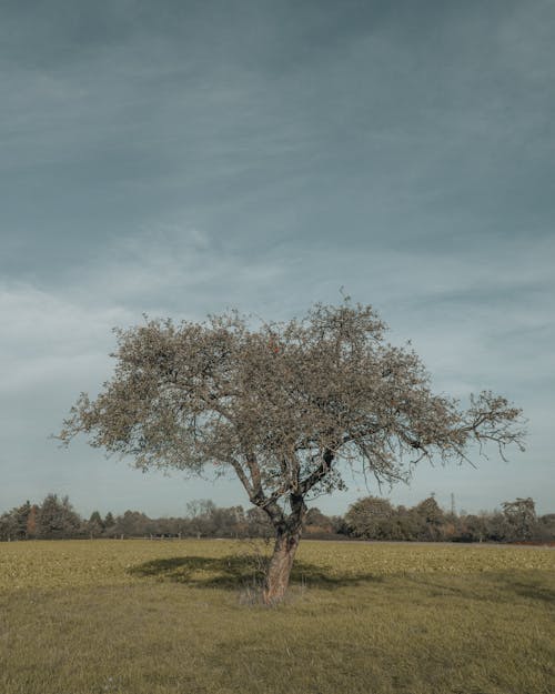 ağaç, alan, bir başına içeren Ücretsiz stok fotoğraf