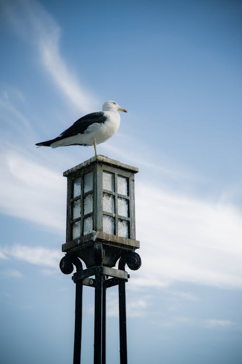 動物攝影, 垂直拍攝, 多米尼加雲雀 的 免費圖庫相片