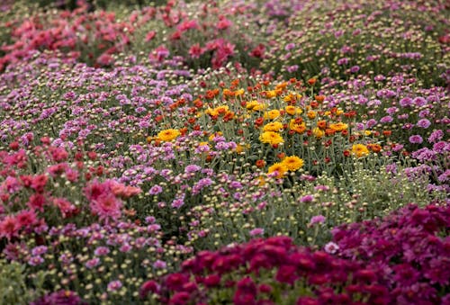 Безкоштовне стокове фото на тему «autumn, background, chrysanthemum flowers»