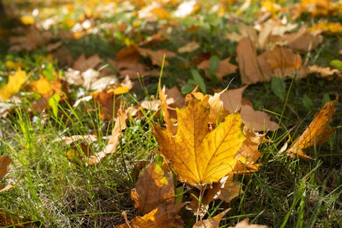 Dry Autumn Leaves in the Grass