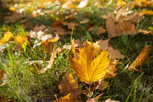Free Close-up of vibrant autumn maple leaves on grass, captured on a sunny day. Stock Photo