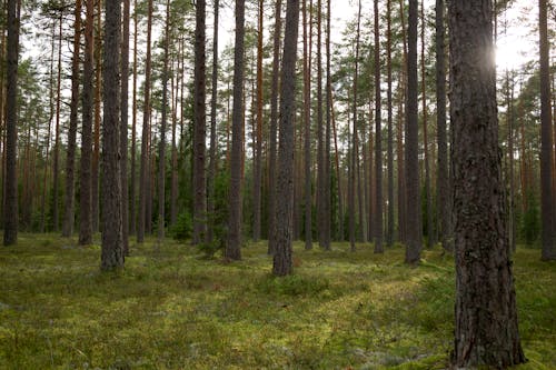 Imagine de stoc gratuită din arbori veșnic verzi, călătorie, codru