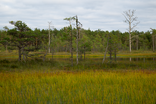 Free Calm wetland scene with tall grass, trees, and a tranquil lake surrounded by greenery. Stock Photo