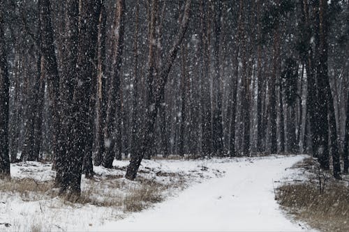 Immagine gratuita di alberi, bianco, foresta