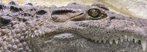 Gray Crocodile