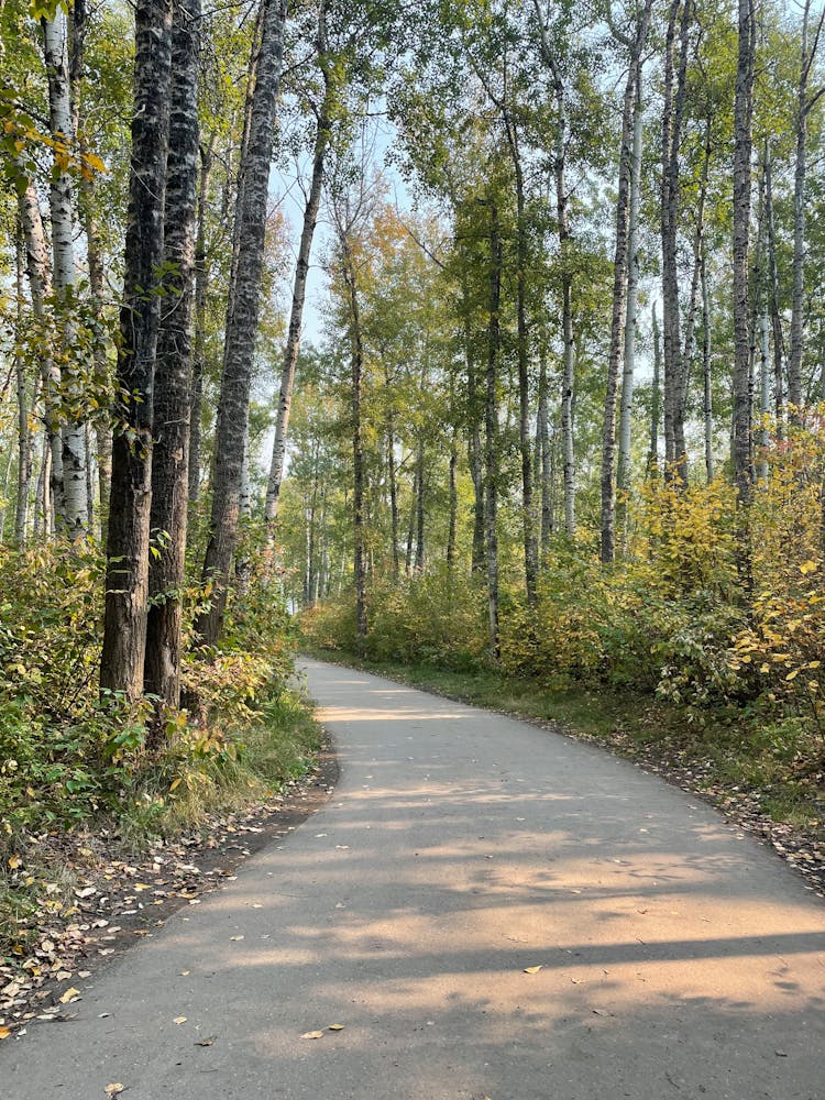 Pavement In A Forest