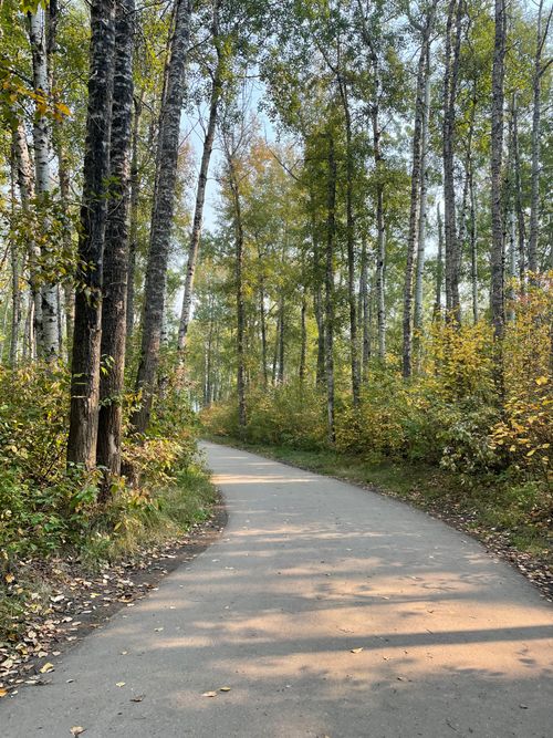 Free A peaceful forest pathway with tall trees in autumn hues, perfect for nature enthusiasts. Stock Photo