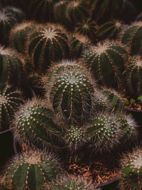 Darmowe zdjęcie z galerii z kaktusy, mały, pionowy strzał