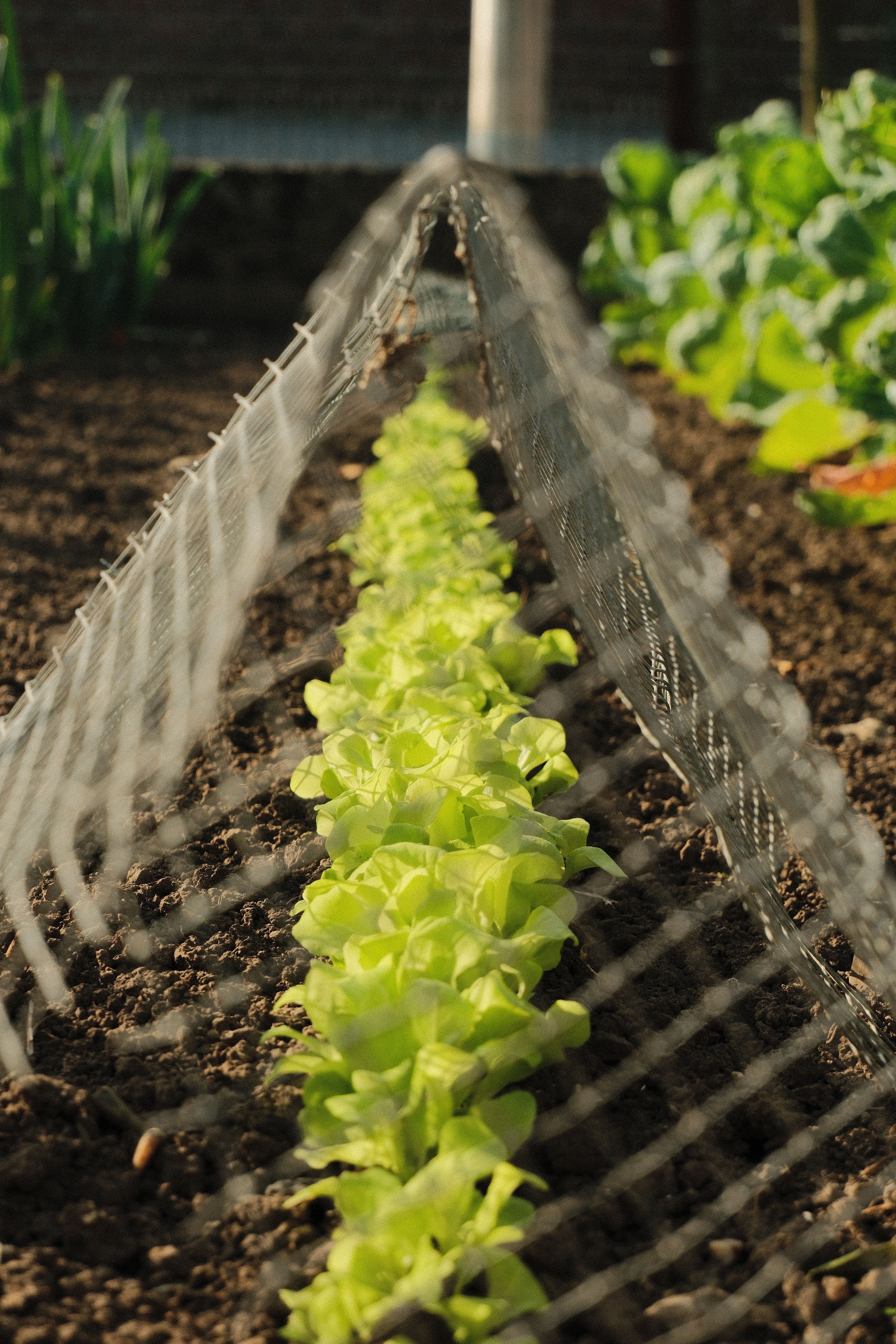 Why Soil is Super Important!