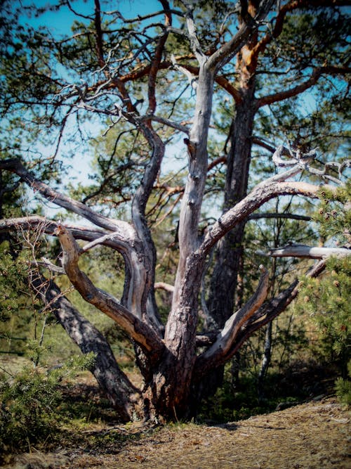 Withered and Broken Tree