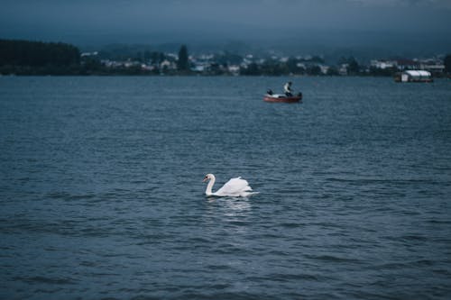 Swan on Lake