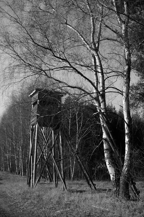 Observation Tower in Forest