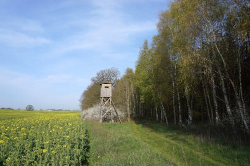 Immagine gratuita di betulle, campagna, campo