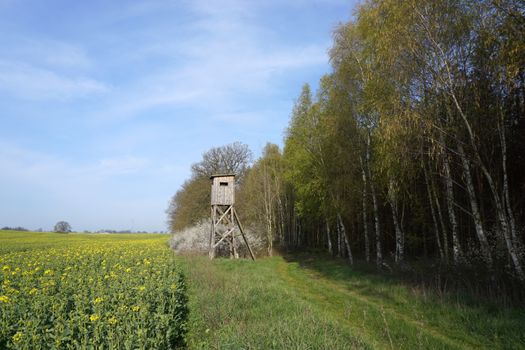 Wooden Hunting Tower Between the Birch Forest and the Rapeseed Field