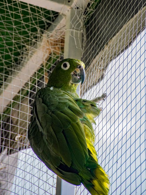 Kostenloses Stock Foto zu grün, papagei, tier fotografie