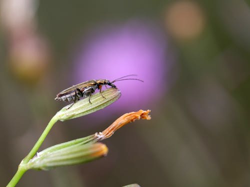 Foto stok gratis alam, beetle, flavipes oedemera