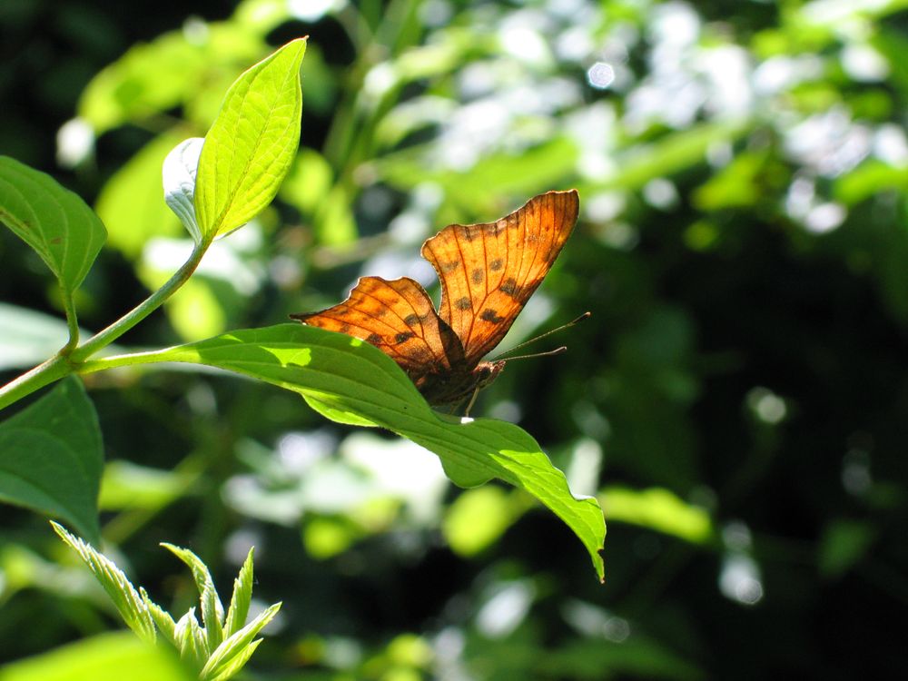 Comma Butterfly Resting on a Leaf · Free Stock Photo