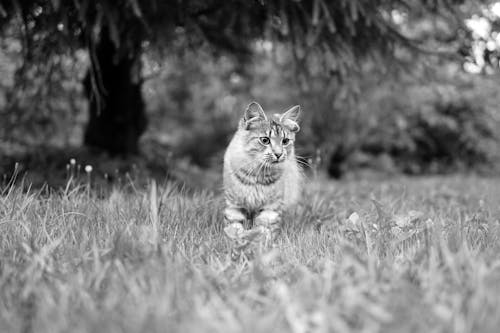 Free Cat Standing in the Grass Stock Photo