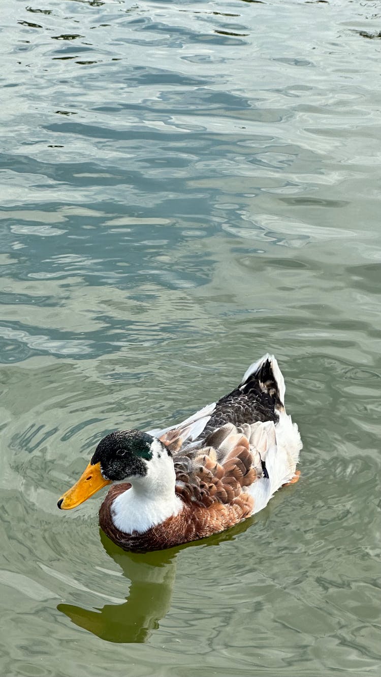 Duck Swimming In A Lake