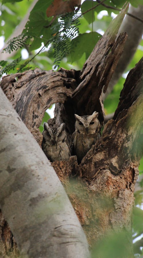 Owls in Nest on Tree