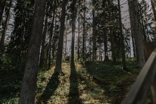 Kostnadsfri bild av landskap, lantlig, skog