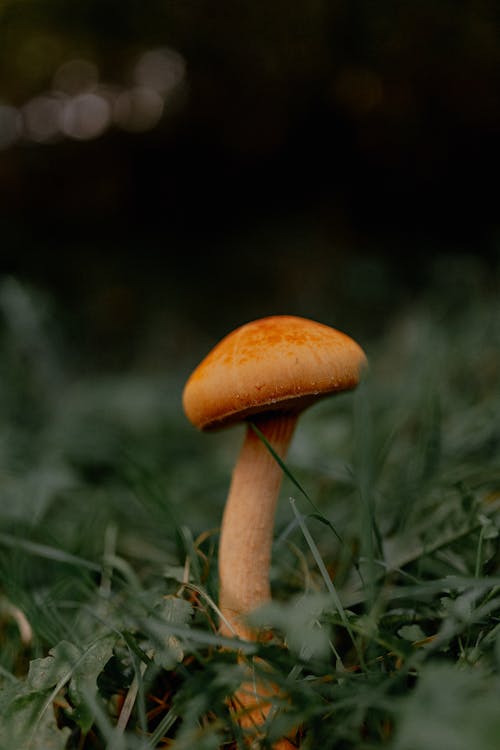 ゴールデンキャップ, 垂直ショット, 真菌の無料の写真素材