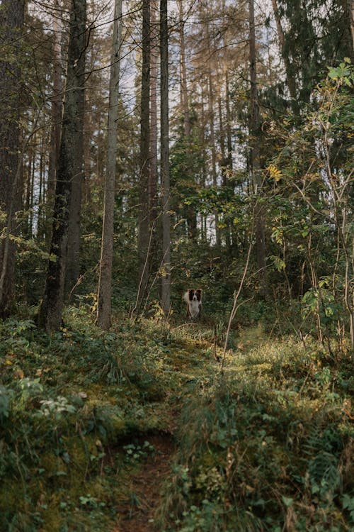 Ilmainen kuvapankkikuva tunnisteilla ikivihreä, kasvikunta, lehdet