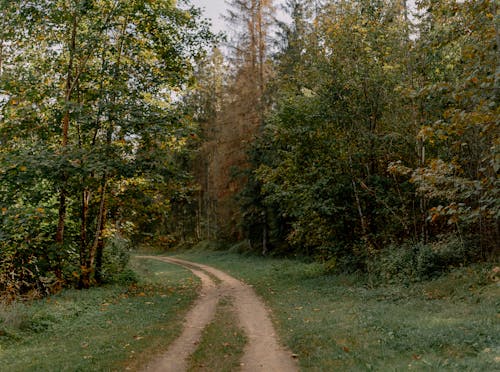 Kostenloses Stock Foto zu außerorts, bäume, draußen