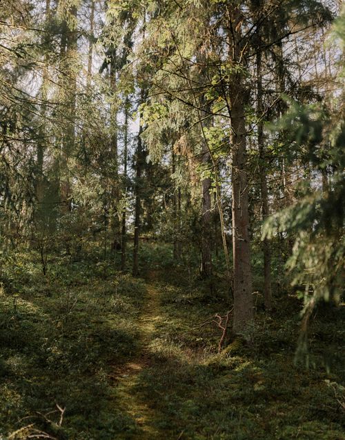 Free Explore the tranquility of a sunlit path through a lush, serene coniferous forest. Stock Photo