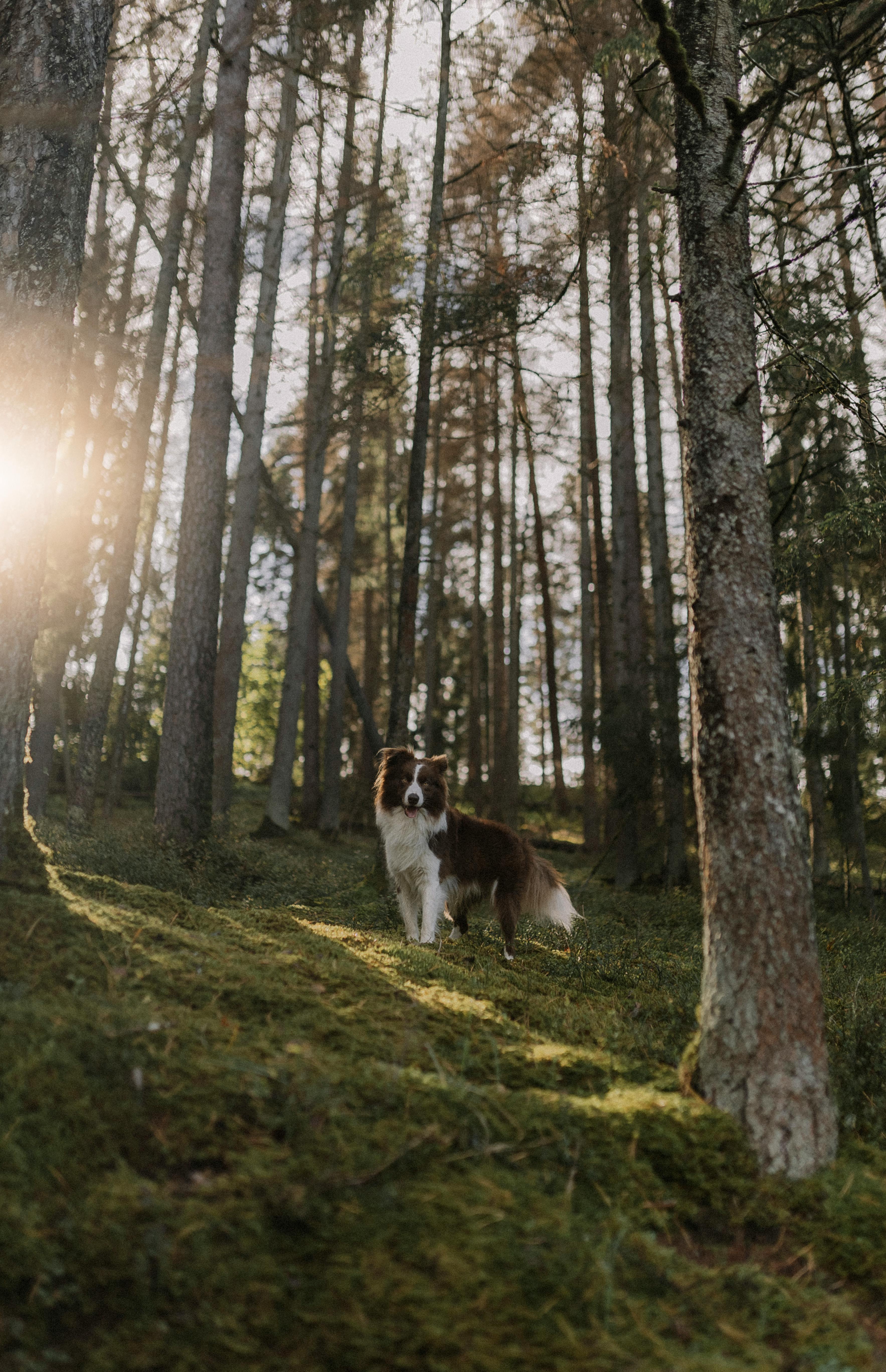 Border Collie in the Forest on a Hillside · Free Stock Photo