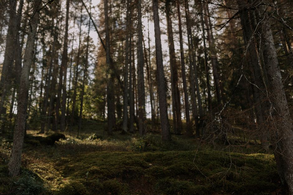 Klimaminister advarer: Dødt ved i skoven er ingen nem klimaløsning